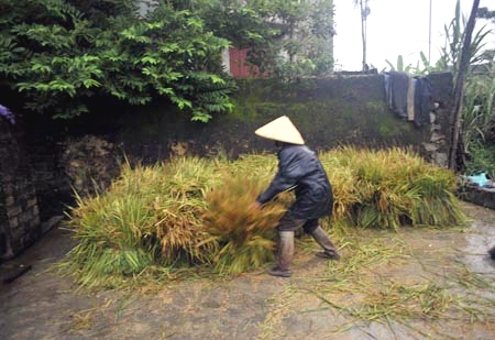 Chị Hà đưa lúa về sân trong mưa.