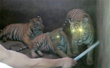   Ba trong số 4 con hổ trưởng thành tại nhà C.. Sau 1 năm chăm bẵm, con lớn nhất đã đạt 1,7 tạ.