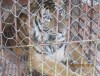 Đề nghị xử phạt hộ dân nuôi nhốt hổ