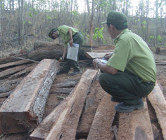 Một bãi gỗ được phát hiện tại Lâm trường Buôn Ja Wầm.