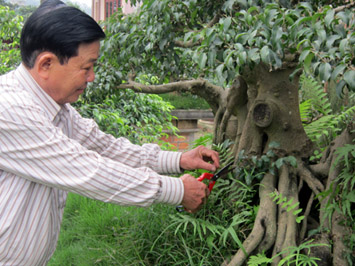 Dưới bàn tay nghệ thuật, giàu kinh nghiệm, những cây tưởng như đơn giản đã biến thành  những tác phẩm nghệ thuật có giá trị