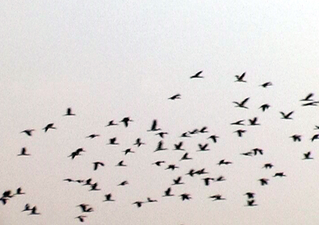 Sáng nay đàn chim đã bay đi theo hướng phương Nam.