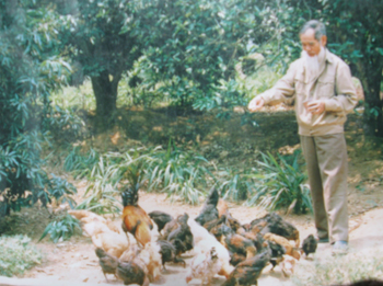 Ông Nguyễn Thế Viên chăm sóc đàn gà.