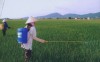 Yên Thành ứng phó với sâu cuốn lá hại lúa