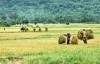 Mưa